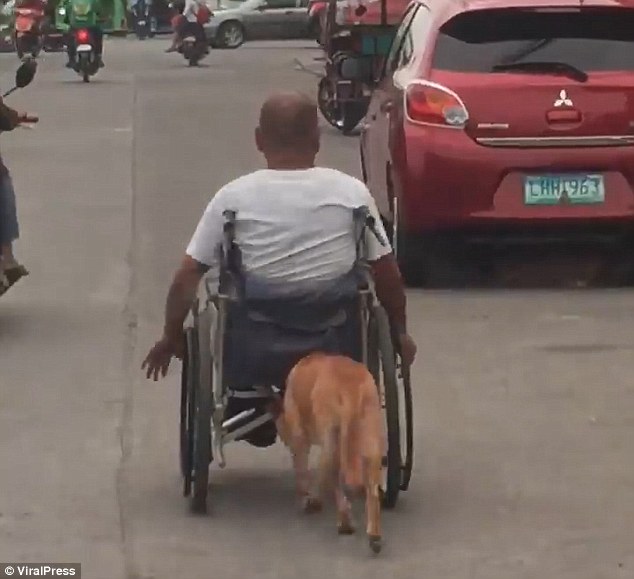フィリピン版忠犬ハチ公 車椅子を押す犬と飼い主の姿にの動画に感動 2人の現在は Free Talk
